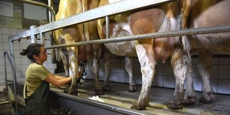 La consommation de lait ne cesse de baisser en France | Lait de Normandie... et d'ailleurs | Scoop.it