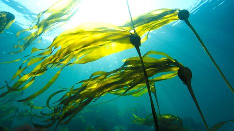 L’ASC et le MSC publient un Référentiel commun pour les algues — Marine Stewardship Council | HALIEUTIQUE MER ET LITTORAL | Scoop.it