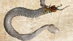 Eaten alive : un naturaliste tente de se faire avaler vivant par un anaconda | KILUCRU | Scoop.it