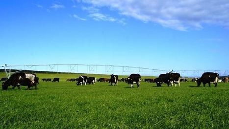 Océanie : La Chine manipule le cours mondial du lait ? | Lait de Normandie... et d'ailleurs | Scoop.it