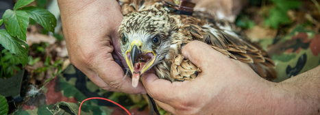 Le milan royal conquiert la Suisse | Les oiseaux au gré du vent | Scoop.it