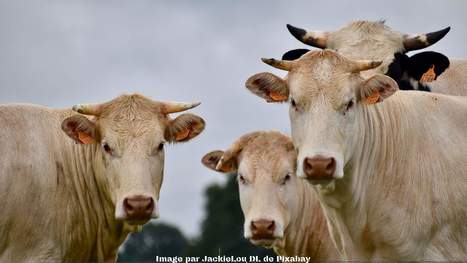 L’élevage bovin herbager mérite d’être connu ! | Actualité Bétail | Scoop.it