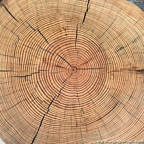Le changement climatique rend les arbres plus grands, mais plus faibles | Biodiversité & Relations Homme - Nature - Environnement : Un Scoop.it du Muséum de Toulouse | Scoop.it