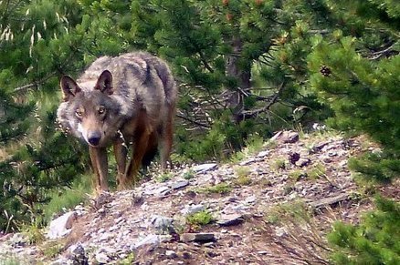 Puigmal : il tombe nez à nez avec un loup | Pastoralisme Ours Loups Lynx | Scoop.it