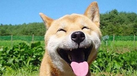 Study: The human empathy connection to dogs and their facial expressions   | Empathy and Animals | Scoop.it