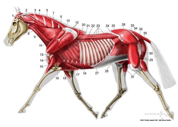 Trotting horse deep muscle anatomy diagram | La...