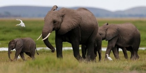 Ouganda : l’intelligence artificielle utilisée pour lutter contre le braconnage | Statistiques et probabilités | Scoop.it
