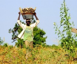 L'industrialisation de l'agriculture malienne : des partenaires français s'engagent | Questions de développement ... | Scoop.it