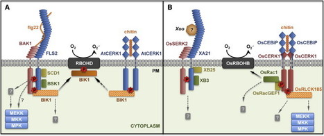 Mol Cell: Plant PRRs and the Activation of Innate Immune Signaling (2014) | Publications from The Sainsbury Laboratory | Scoop.it