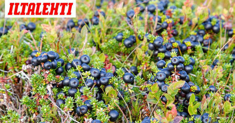 T&auml;m&auml; v&auml;heksytty mets&auml;marja p&auml;ihitt&auml;&auml; mustikan | 1Uutiset - Lukemisen t&auml;hden | Scoop.it