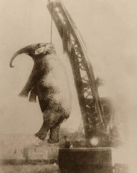 The Town That Hanged an Elephant – The Chilling Story of Murderous Mary | Strange days indeed... | Scoop.it