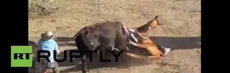 Controverse sur le d&eacute;membrement d'un cheval vivant dans une ar&egrave;ne en Colombie | ACTUALIT&Eacute; | Scoop.it