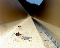 Orientation of ants: every cue counts / Orientation chez les fourmis du désert | EntomoNews | Scoop.it