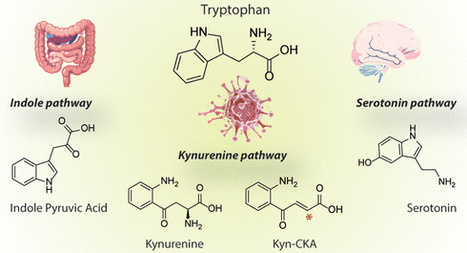Cell Signaling by Tryptophan Catabolism | acs | RMH | Scoop.it