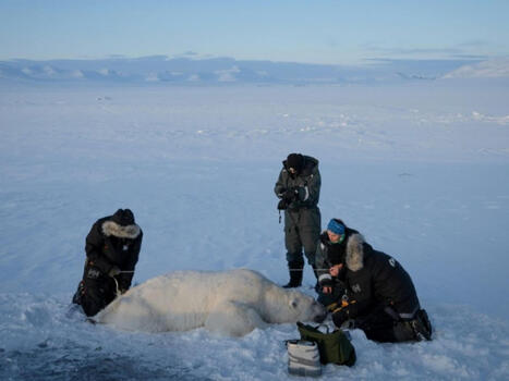Les ours du Svalbard ont r&eacute;sist&eacute; mieux que pr&eacute;vu au r&eacute;chauffement | Biodiversit&eacute; - @ZEHUB on Twitter | Scoop.it