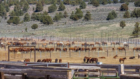 Court order pauses BLM wild horse roundup over drought & wildfire straining food, water - KATU | Operation Deimos | Scoop.it