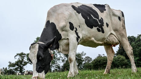 Nouvelle onde de choc chez les &eacute;leveurs laitiers&nbsp;: l&rsquo;industriel Savencia rompt son contrat avec 330&nbsp;fermes de l&rsquo;Ouest - Ouest France [Abonn&eacute;s] | Agriculture en Pays de la Loire | Scoop.it