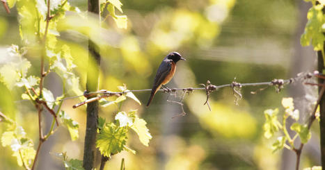 La diversité des oiseaux dans les vignes est dépendante des pratiques agroécologiques | TRANSITION AGROECOLOGIQUE : PRATIQUES ET POLITIQUES AGRICOLES | Scoop.it