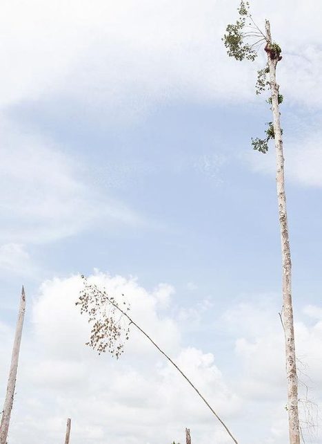 The Corporate Palm Oil Holocaust: Orangutan Clings To Last Remaining Tree as Entire Forest Bulldozed | BIODIVERSITY IS LIFE  – | Scoop.it