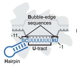 The defining features of intrinsic transcription terminators | brvm | RMH | Scoop.it