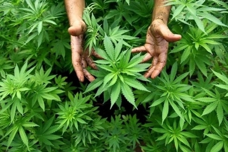 Cannabis: l'étude implacable | Toxique, soyons vigilant ! | Scoop.it