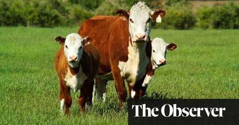 We must change food production to save the world, says leaked report | Environment | The Guardian | GTAV AC:G Y9 - Biomes and food security | Scoop.it