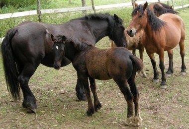 Le cheval d'Auvergne, un beau m&eacute;connu | Cheval et Nature | Scoop.it