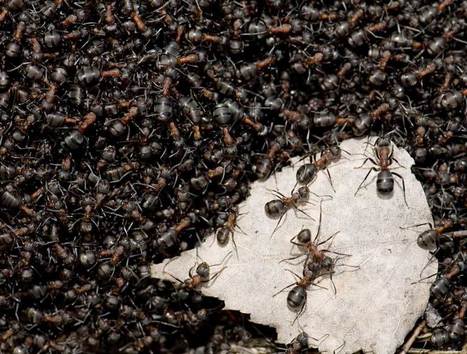 Human Societies Starting to Resemble Ant Colonies | Science News | Scoop.it