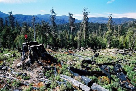 UNESCO Protects the Tasmanian Forest From Australian Logging | Timberland Investment | Scoop.it