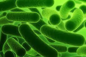 Strong, flexible ‘nylon’ made by engineered bacteria for the first time - Nature | Genetic Engineering Publications - GEG Tech top picks | Scoop.it