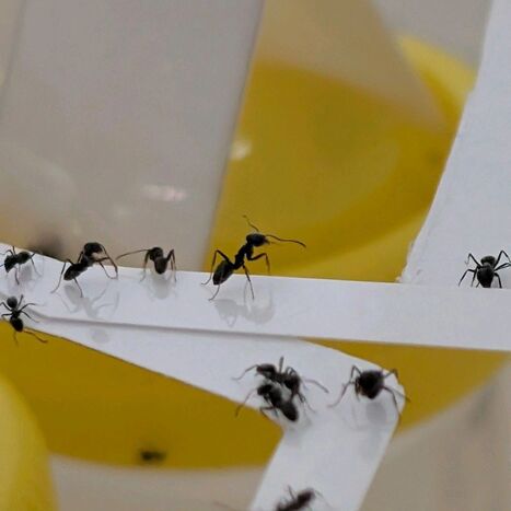 Deux g&eacute;ographes 🗺️ &eacute;tudiant les fourmis ? 🤔 | EntomoScience | Scoop.it