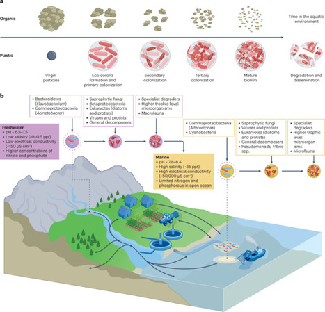 The aquatic plastisphere: ecology, pathogen dissemination and antimicrobial resistance | Nrm | RMH | Scoop.it