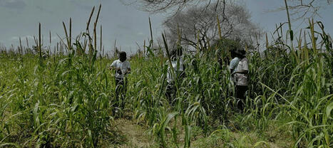 AGRO-ÉCOLOGIE : Rencontre régionale au Sénégal pour le projet PASS-LCD | CIHEAM Press Review | Scoop.it