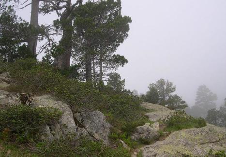 Le pin à crochets : conifère des Très-Hautes-Pyrénées | Vallées d'Aure & Louron - Pyrénées | Scoop.it