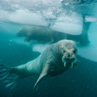 Atlantic Walrus | Soggy Science | Scoop.it