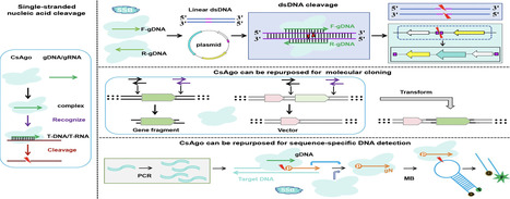 In vitro programmable DNA cleavage by a eukaryotic Argonaute | nar | RMH | Scoop.it