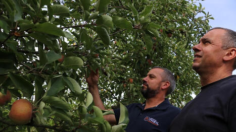 &laquo; L&rsquo;ann&eacute;e la plus catastrophique &raquo;&nbsp;: leur production de pomme &agrave; cidre divis&eacute;e par deux &agrave; cause de la s&eacute;cheresse - Ouest France [Abonn&eacute;s] | Agriculture en Pays de la Loire | Scoop.it
