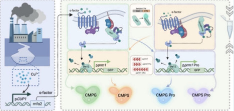 Modular Design of a Copper Ion Biosensor Based on the MAPK Signaling Pathway in Saccharomyces cerevisiae | asb | RMH | Scoop.it