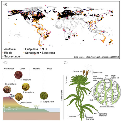 Review in New Phytol &bull; Rochefort Collaboration 2025 &bull; The effects of drought on Sphagnum moss species and the implications for hydrology in peatlands | Reviews | Scoop.it