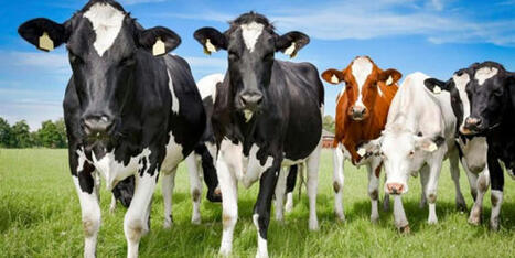 TURKIYE : Edirne province on the way to become a breeding heifer production centre! &ndash; | CIHEAM Press Review | Scoop.it