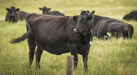 Une vision différente dans la filière bovine aux USA | Actualité Bétail | Scoop.it