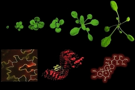 Gregor Mendel Institute - Youssef Belkhadir | Plant Molecular Farming | Scoop.it