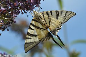 Le JardinOscope : Les papillons qui virevoltent dans mon jardin cet été... | Les Colocs du jardin | Scoop.it