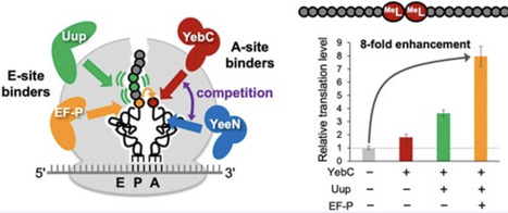 Enhancing ribosomal translation of backbone-altering nonproteinogenic amino acids via YebC and YeeN | nar | RMH | Scoop.it