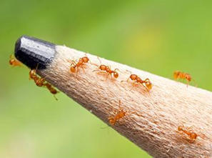 Aidez-nous à détecter la fourmi électrique Wasmannia auropunctata, en France | Variétés entomologiques | Scoop.it