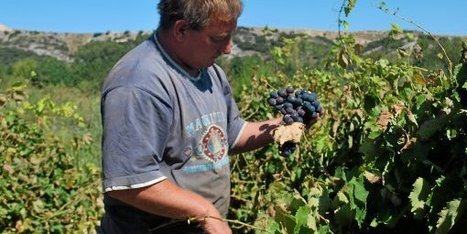 Vendanges : la récolte des raisins de table bio | Attitude BIO | Scoop.it