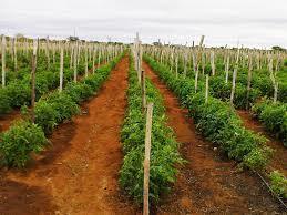 Can sub-Saharan Africa feed itself? | AFRIQUES | Scoop.it