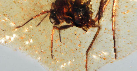 Des insectes fossilisés contemporains des dinosaures découverts en Équateur | EntomoNews | Scoop.it