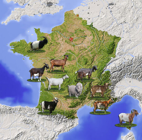 Races de France | SCIENCES DE L' ANIMAL | Scoop.it