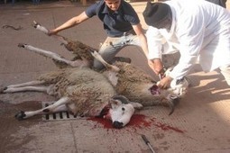 Quand l'abattage clandestin épaule les consommateurs (Mauritanie) | La Gazette des abattoirs | Scoop.it